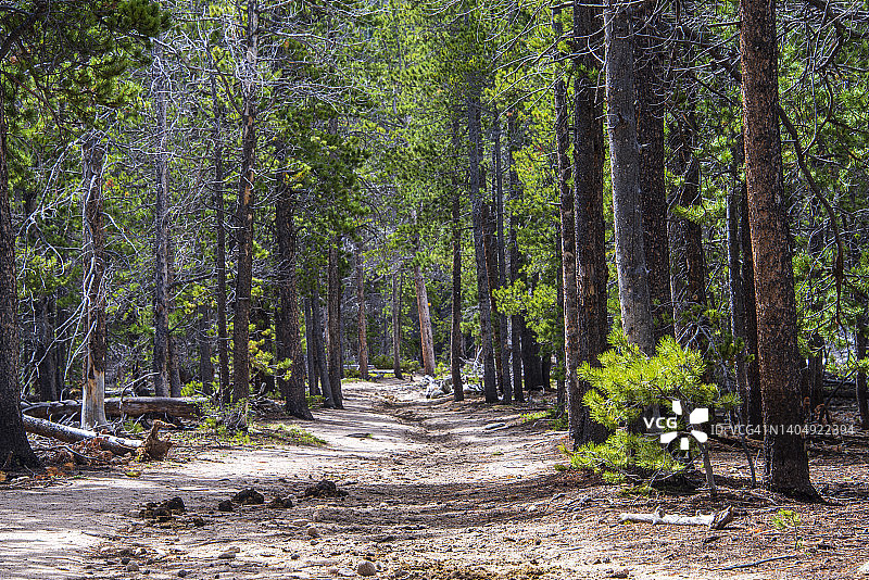 落基山国家公园森林树木小径图片素材