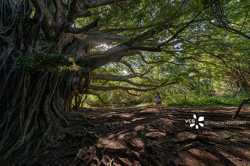 巨型榕树下徒步旅行的欧亚女性图片素材
