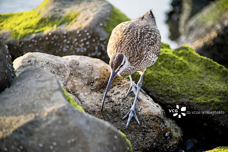 丘鹬在苔藓覆盖的岩石上觅食特写图片素材