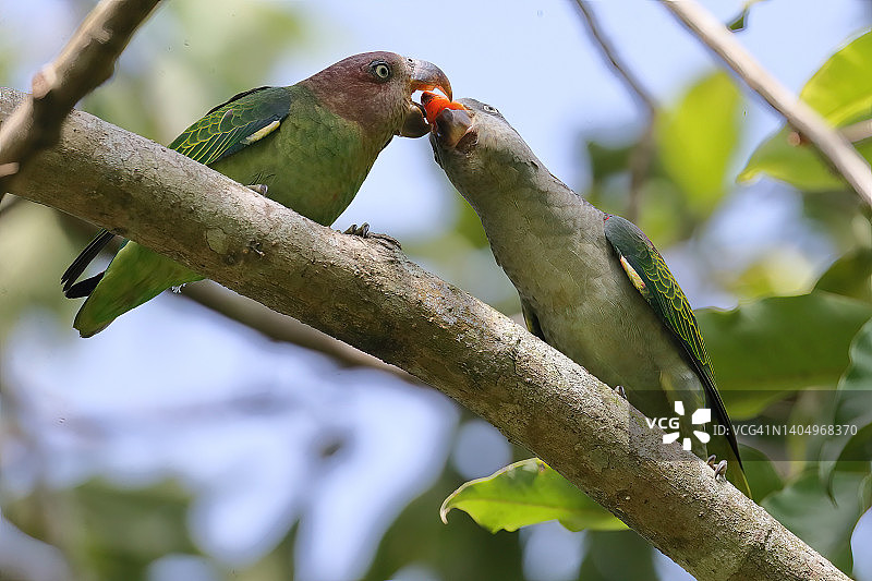 蓝腰鹦鹉一对图片素材