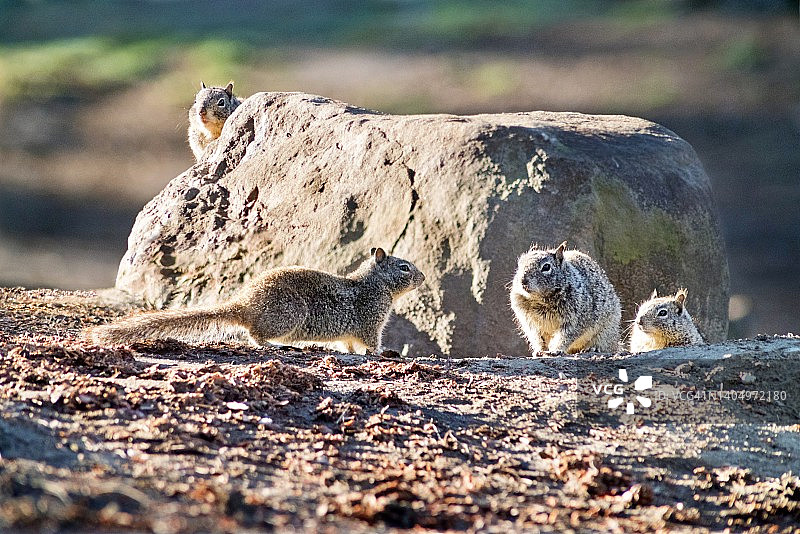 加州地松鼠群在洞口图片素材