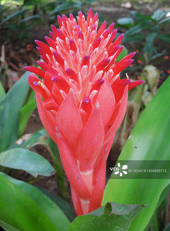 火炬姜植物美丽花朵的侧视图图片素材
