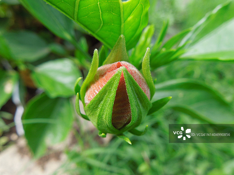 中国月季：橙色木槿花含苞待放图片素材