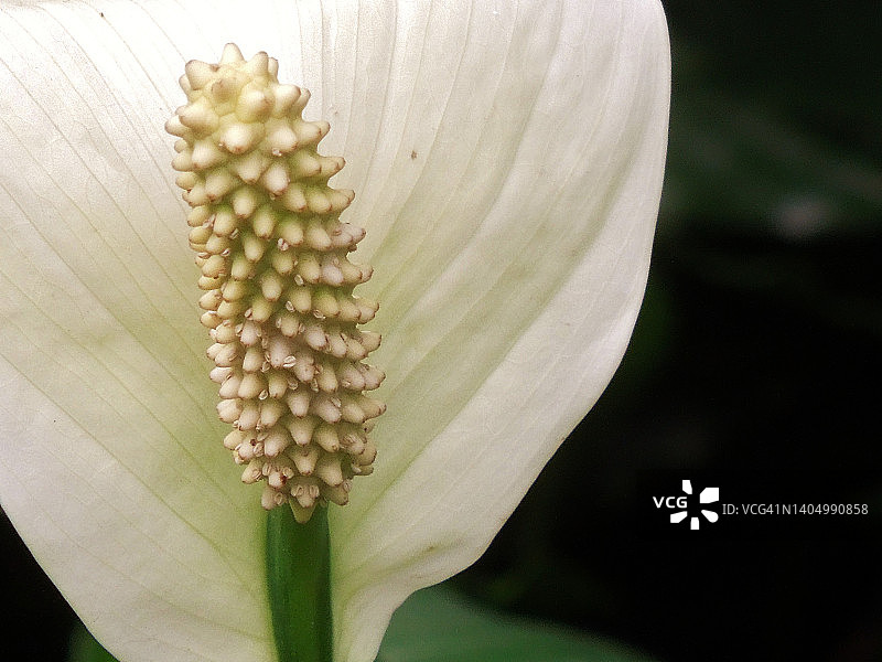 美丽白掌白花佛焰苞特写图片素材