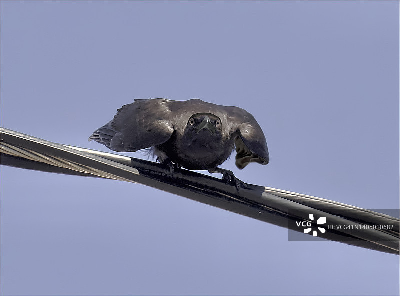 非常愤怒的乌鸦图片素材