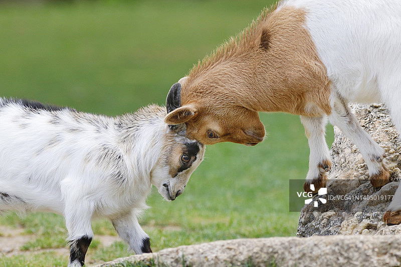 法国塞纳-马恩省的山羊胡打斗场景图片素材