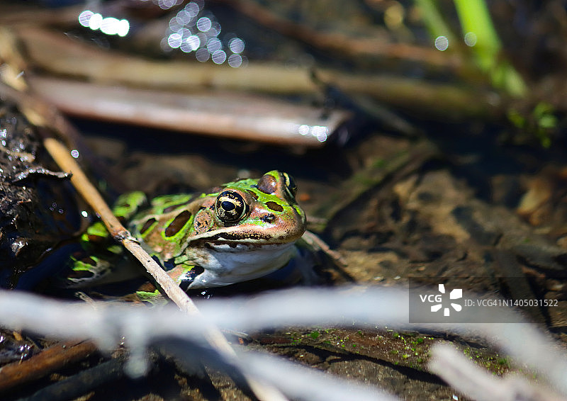 雌性豹蛙图片素材