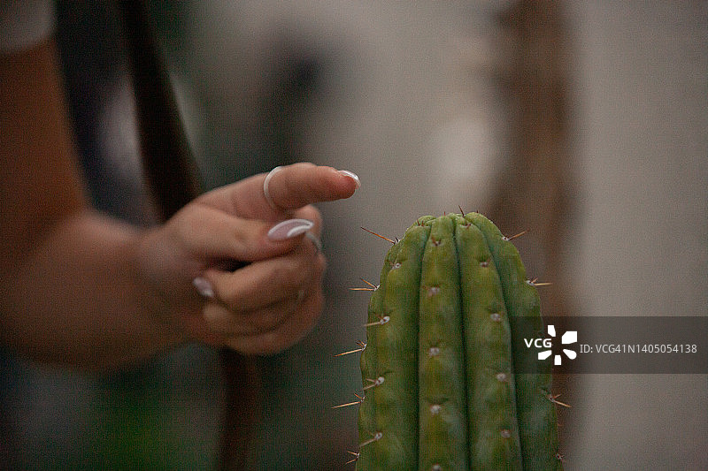 有着复杂设计的长指甲靠近生长在家庭花园中的安第斯植物绿色仙人掌的长而尖的刺图片素材