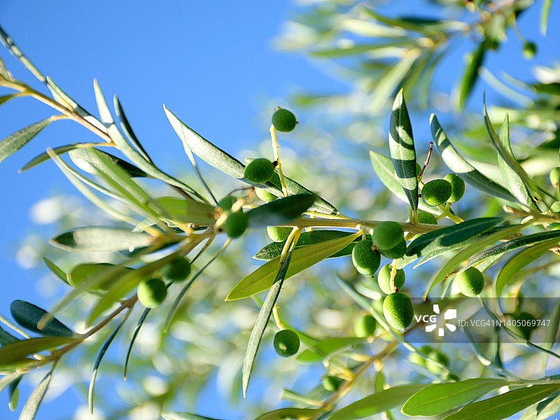 橄榄树上的绿橄榄图片素材