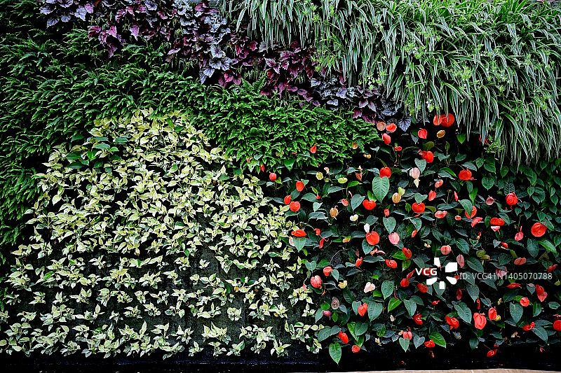 垂直花园图片素材