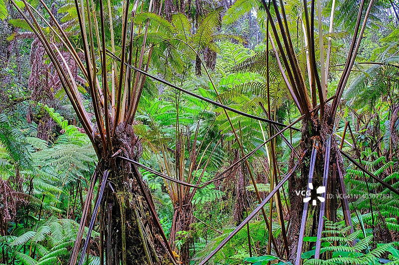夏威夷火山国家公园的热带雨林生长景象图片素材