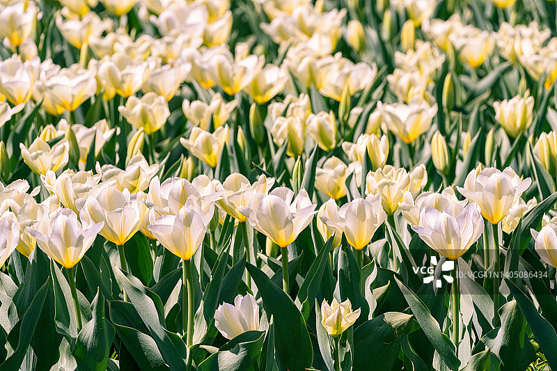 中国北京的郁金香花园图片素材