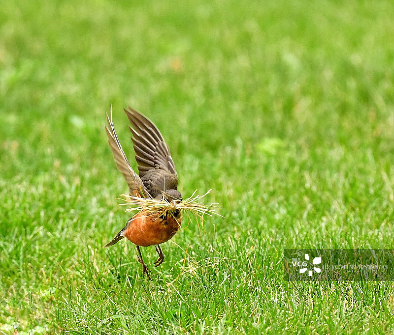 知更鸟衔着筑巢材料飞向新巢图片素材