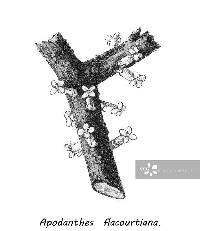 老式彩色石印插图：寄生植物，无根藤图片素材
