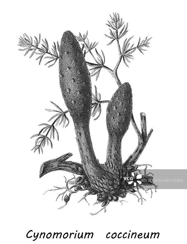 寄生植物：锁阳古旧彩色石印插画图片素材