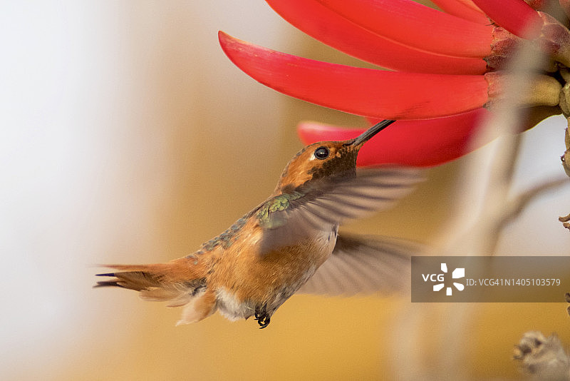 雄性棕煌蜂鸟在珊瑚树花上觅食图片素材