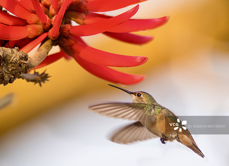 雄性棕煌蜂鸟在珊瑚树花上觅食图片素材