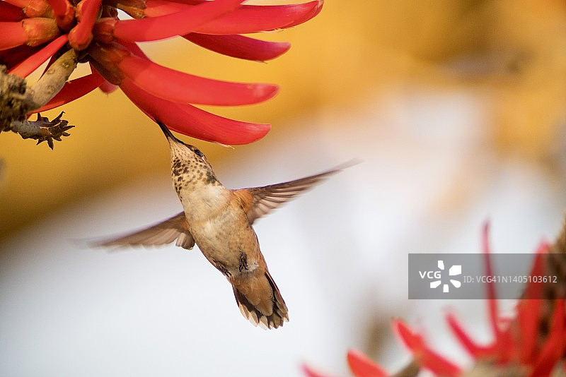 雄性棕煌蜂鸟在珊瑚树花上觅食图片素材