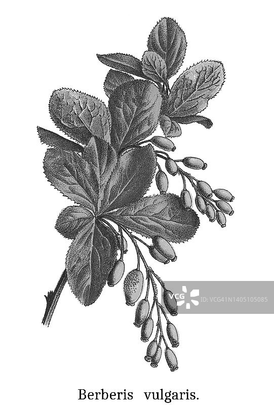 植物学旧版雕刻插图-伏牛花图片素材