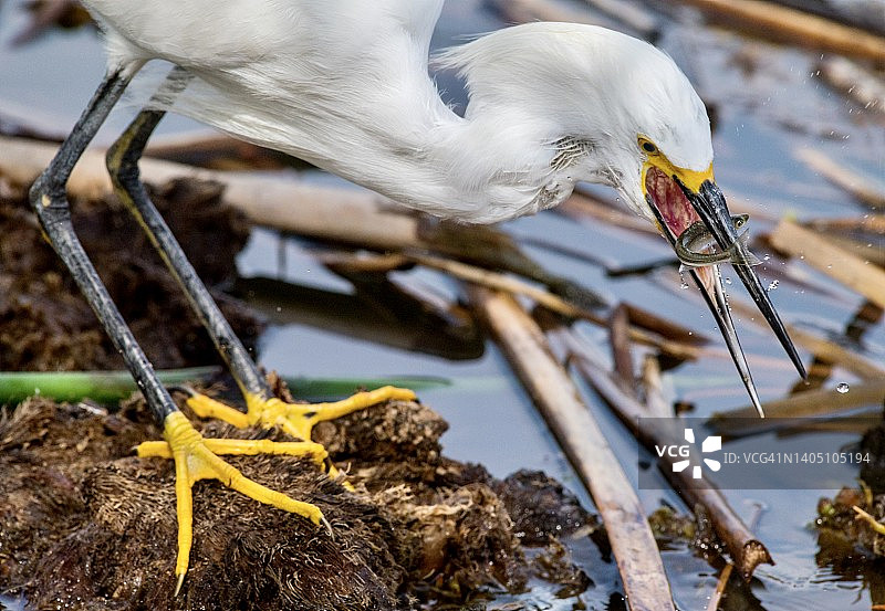 雪鹭将小鱼抛入口中的特写图片素材