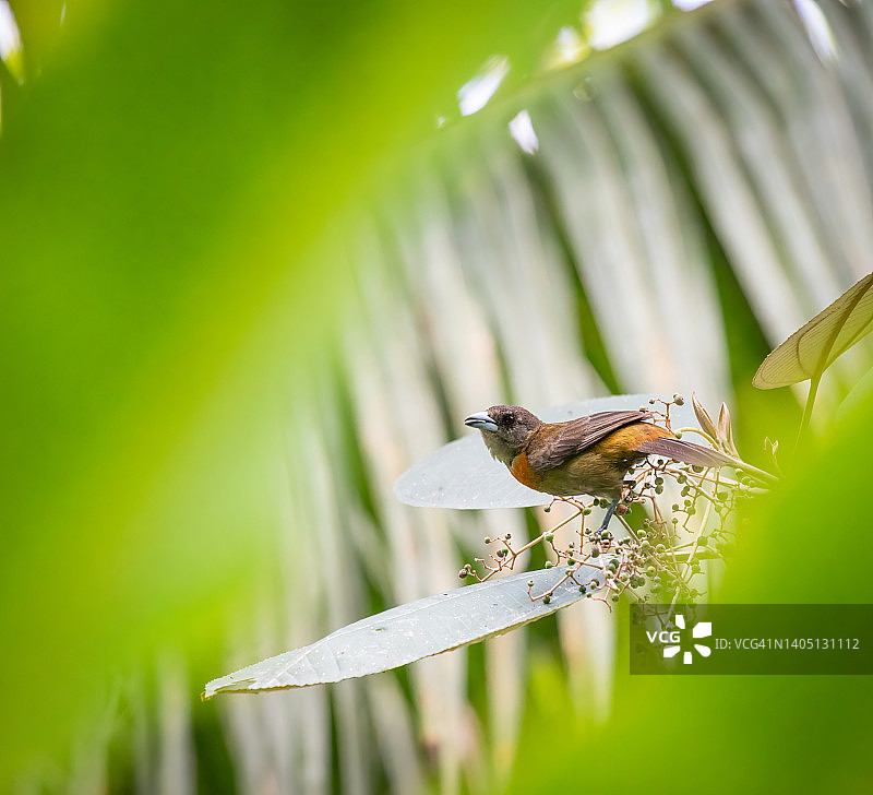 雌性红腰棕雀图片素材
