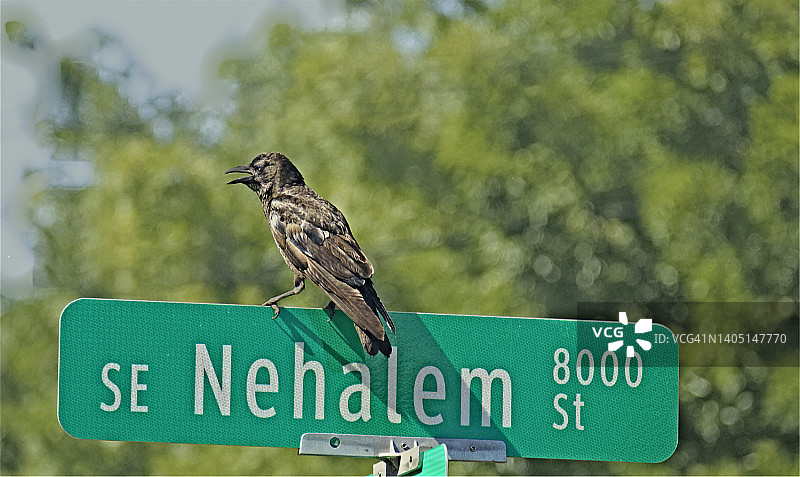 街道标志上的美洲乌鸦图片素材