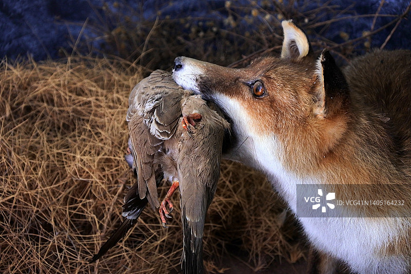 狐狸捕食鸽子图片素材