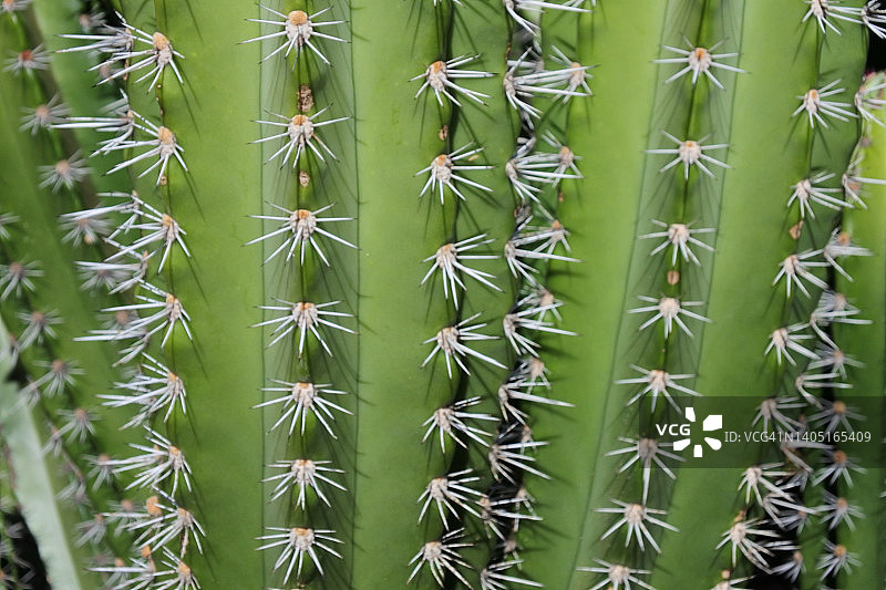 仙人掌植物特写图片素材
