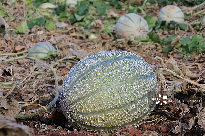农场里生长的新鲜哈密瓜图片素材