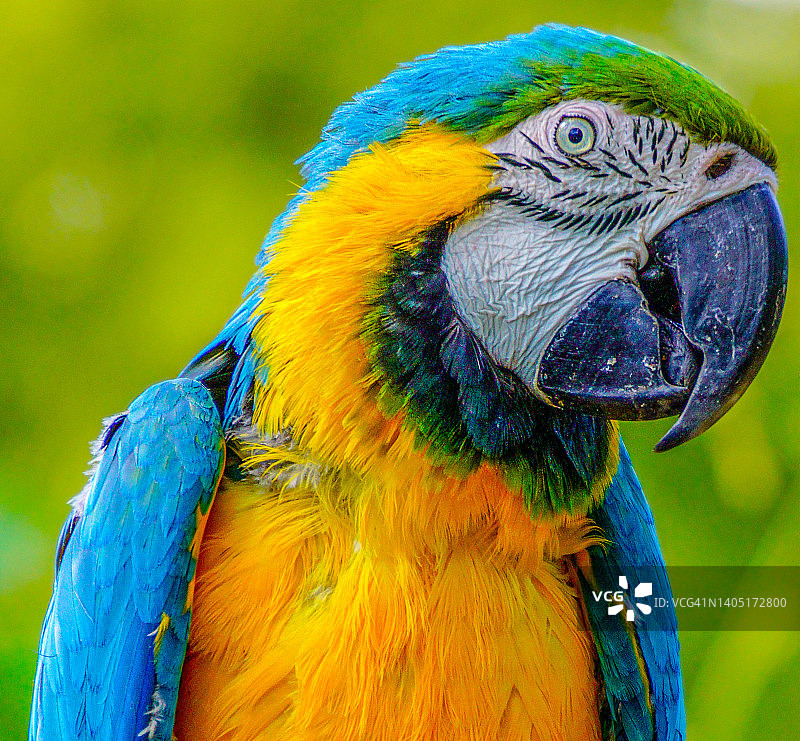 蓝黄色金刚鹦鹉图片素材