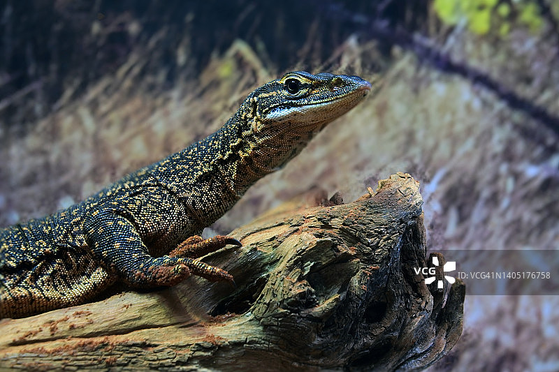 在西澳大利亚树干上休息的沙巨蜥图片素材