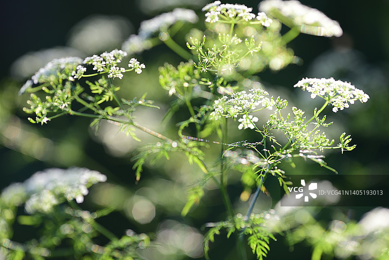 森林当归图片素材