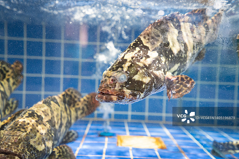 石斑鱼图片素材