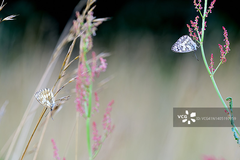 雌雄棋盘格蝴蝶图片素材