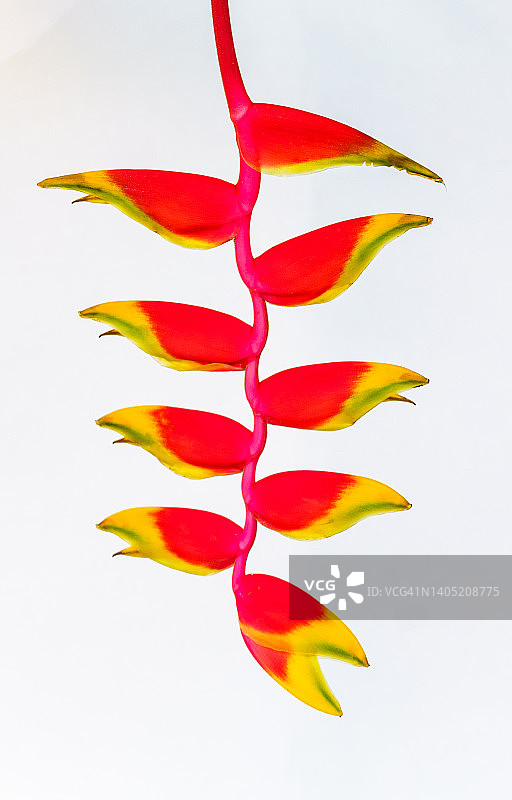 假天堂鸟图片素材