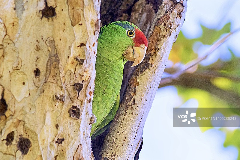 正在查看潜在筑巢地的红额鹦鹉图片素材