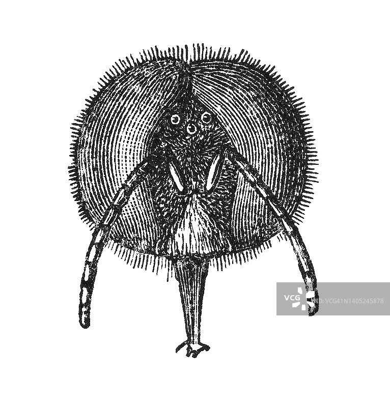 无人机蜂头部的古老雕刻插图图片素材