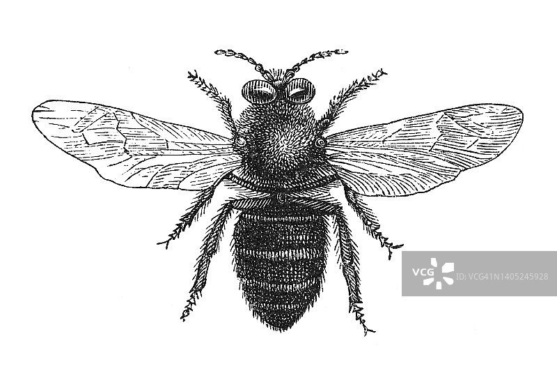 关于蜜蜂的古老雕刻插图：雄蜂图片素材