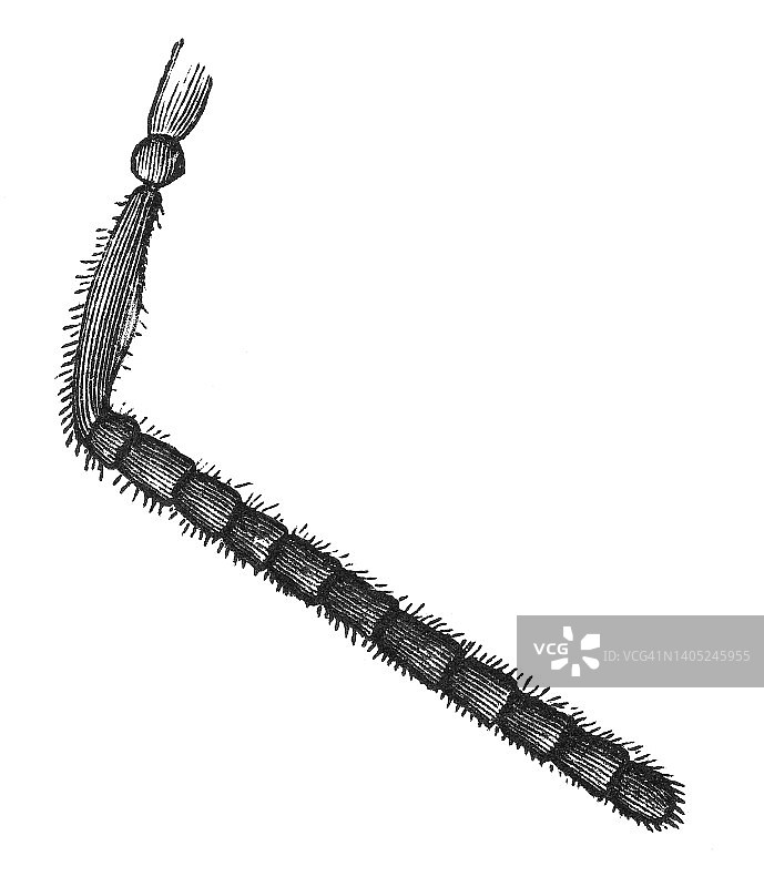 蜜蜂触须的古老雕刻插图图片素材