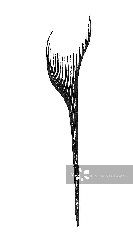 蜜蜂蛰刺器古董雕刻插图图片素材