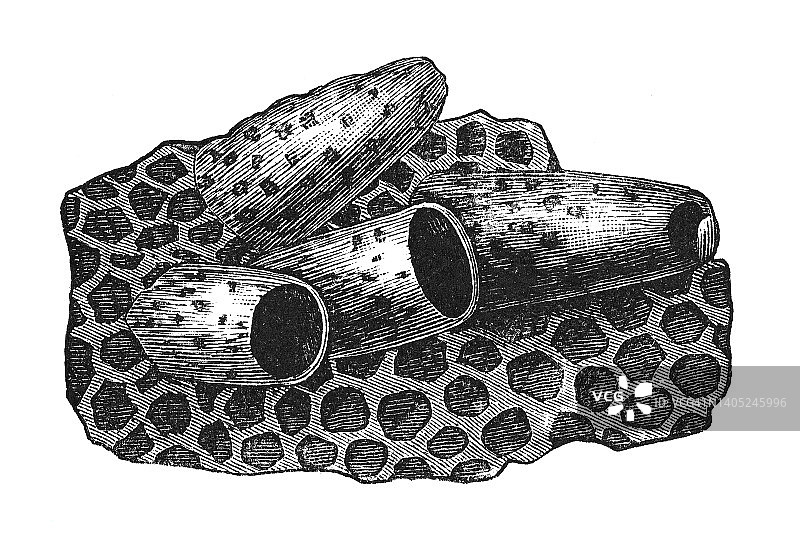 蜂巢中的蜂王杯和蜂王房古老雕刻插图图片素材