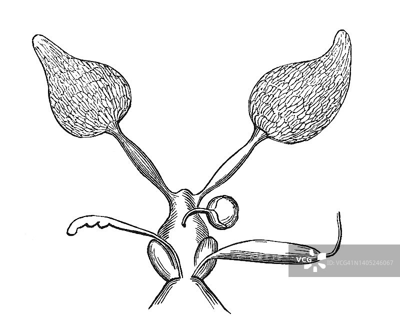 蜂后性器官古老雕刻插图图片素材