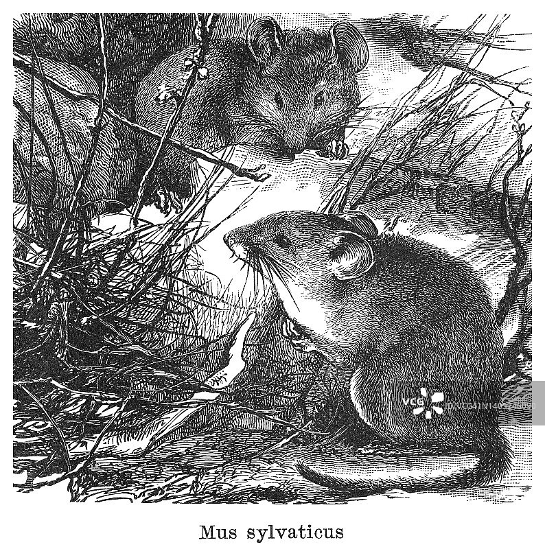 姬鼠的古老雕刻插图图片素材