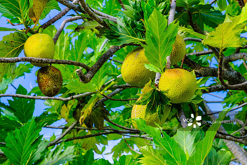 法属波利尼西亚赖阿特阿岛上的面包果图片素材
