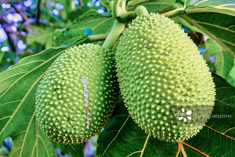 法属波利尼西亚赖阿特阿岛上的面包果图片素材