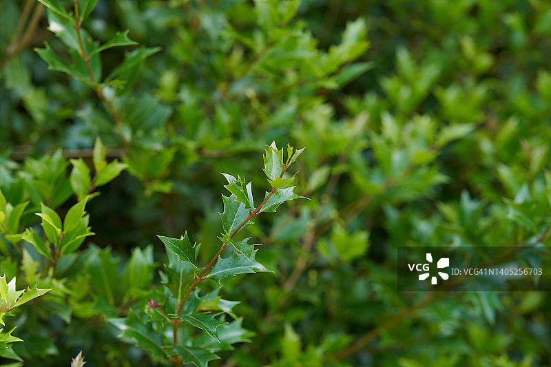 假冬青图片素材