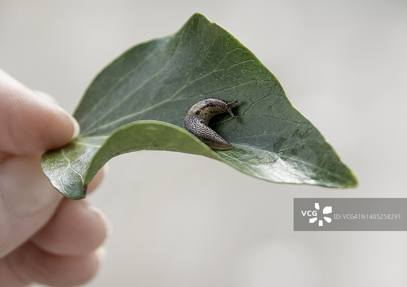 人手拿着一片有蜗牛的叶子图片素材