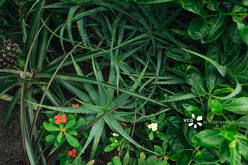 小芦荟丛背景图片素材