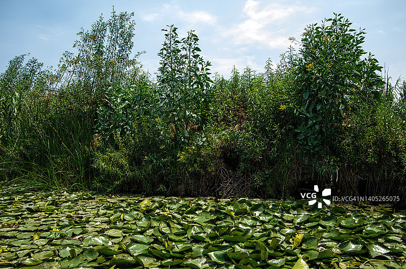 墨西哥墨西哥城霍奇米尔科运河中布满睡莲图片素材