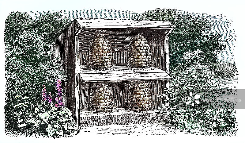 花园中蜂箱的老式版画插图图片素材